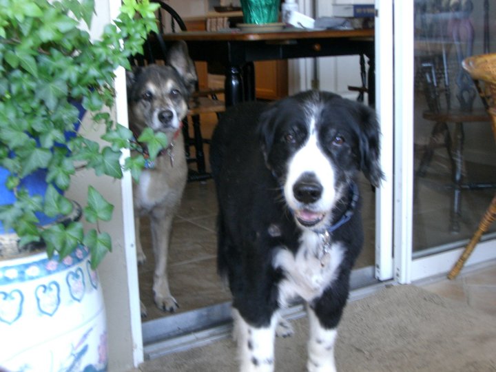 Black And White Shepherd Black Lab Mix Images & Pictures - Becuo Black And White Shepherd Black Lab Mix Images & Pictures - Becuo